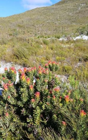 Mimetes cucullatus resprouter headstart after fire